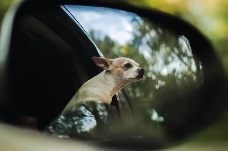 Dog enjoying the ride