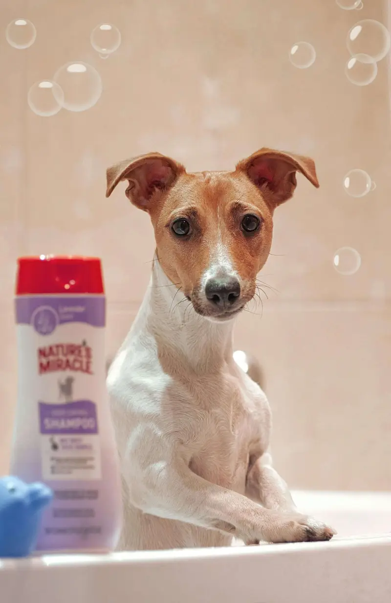 Dog grooming