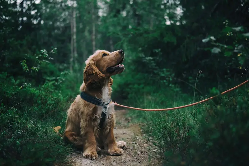 Owner walking a happy dog