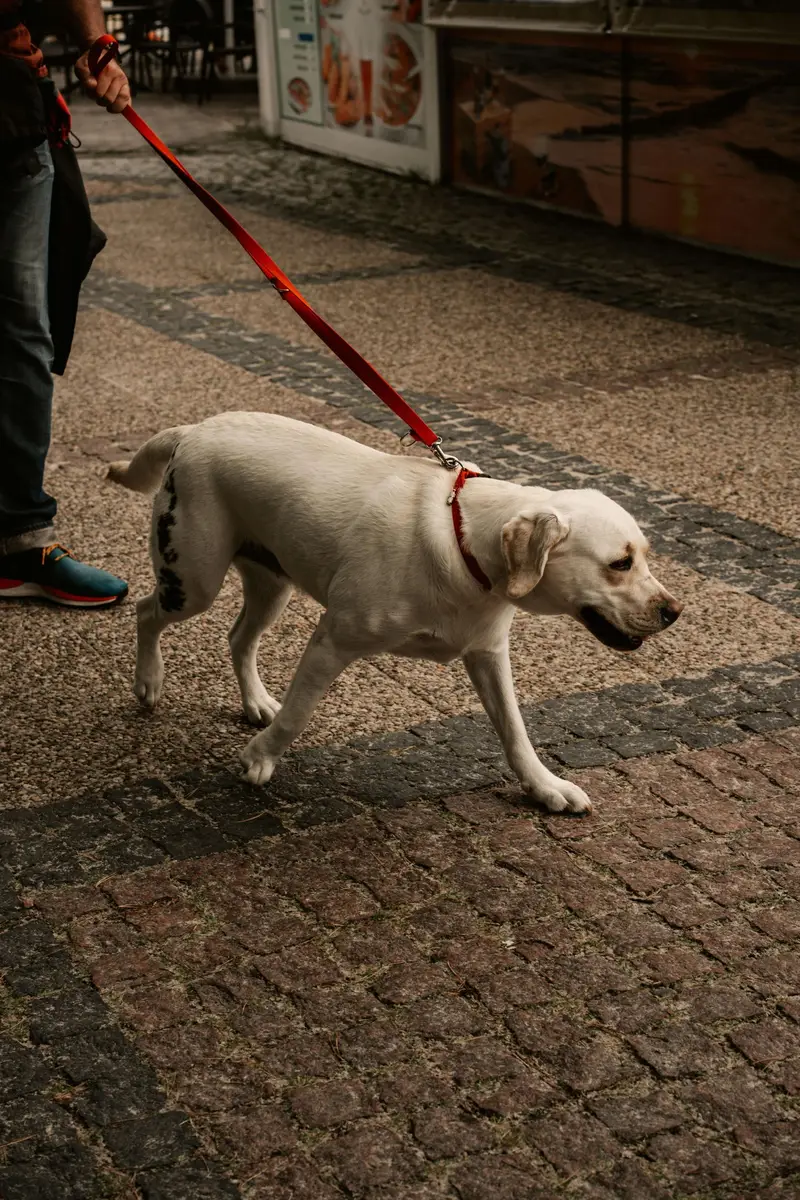 Dog walking